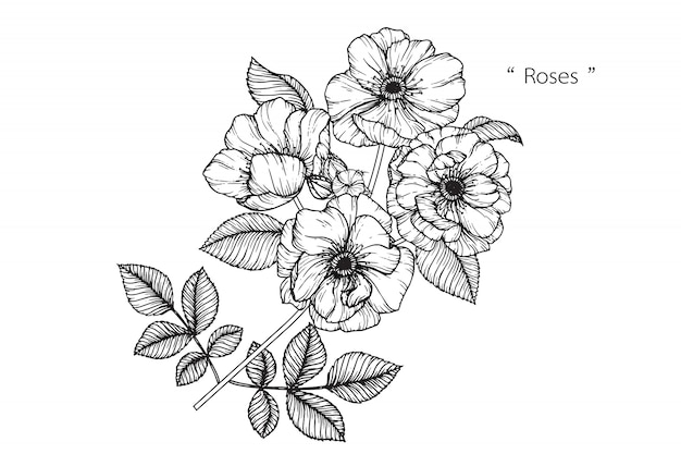 Rosa hoja y dibujos de flores. vintage dibujado a mano ilustraciones botánicas. vector.