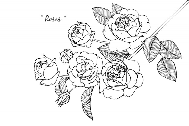 Rosa hoja y dibujos de flores. Vintage dibujado a mano ilustraciones botánicas. Vector.