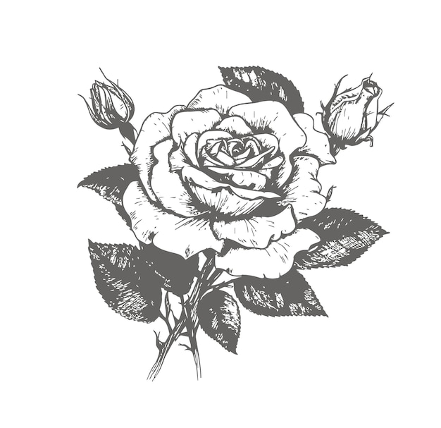 Rosa con hojas en blanco y negro Un boceto dibujado a mano resaltado en un fondo blanco Ilustración vectorial