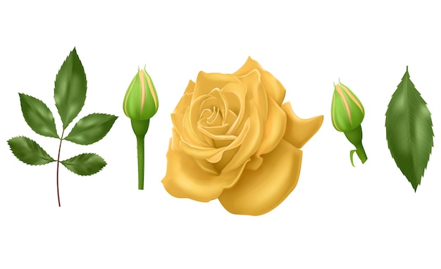 Rosa con hojas ilustración realista en formato vectorial de fondo transparente