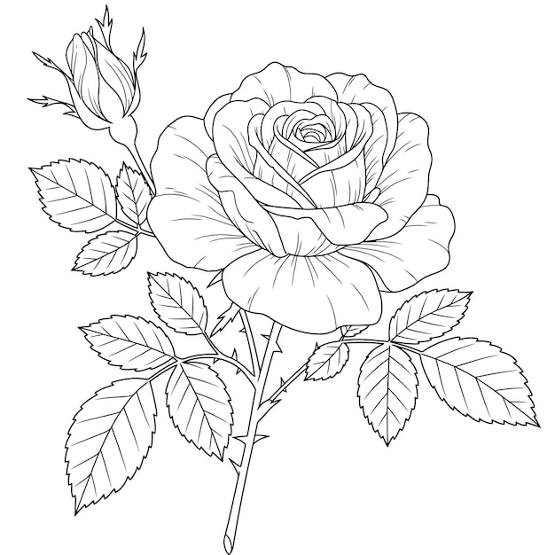Rosa negra y blanca detallada con cogollos y hojas
