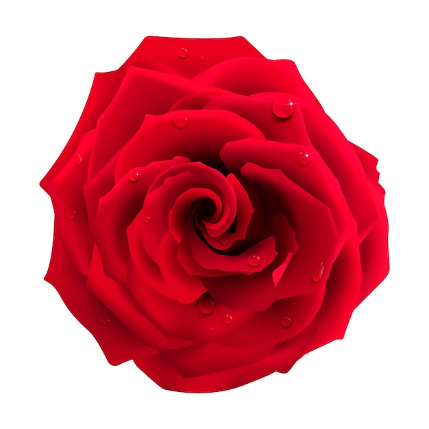 Rosa roja con gotas de agua