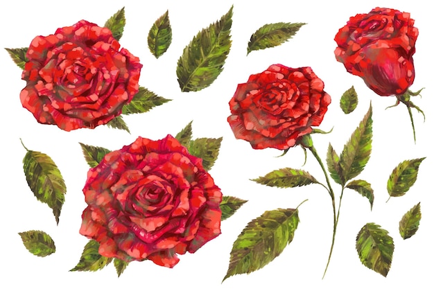 Rosa roja y hojas verdes ilustración botánica Acuarela floral clipart boda guardar la fecha