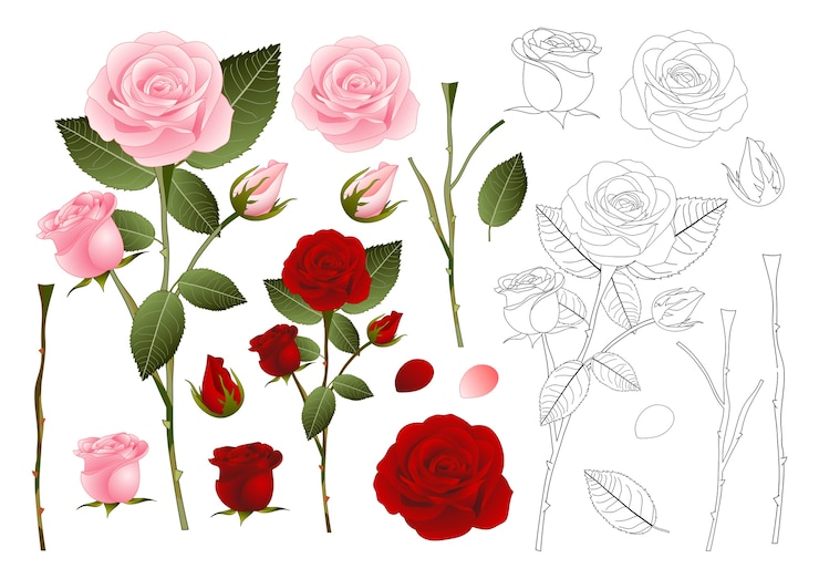 Vector rosa y rosa roja contorno