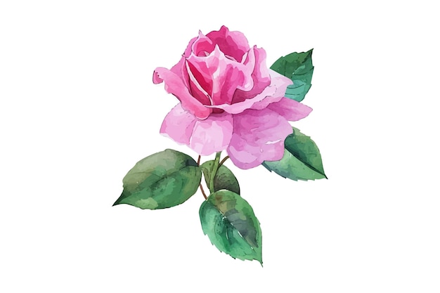 una rosa rosada con hojas verdes y hojas rosadas