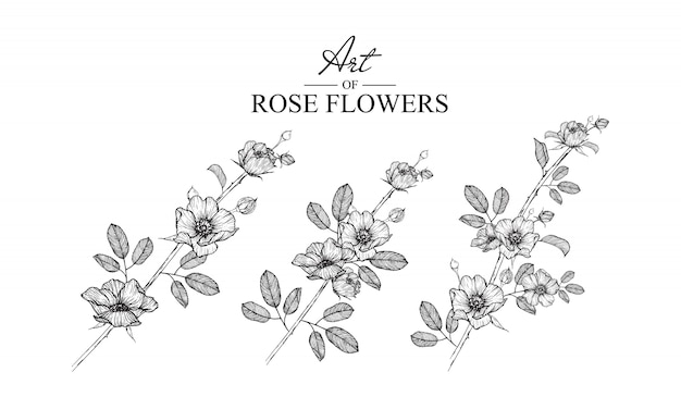 Rosa silvestre hoja y dibujos de flores. vintage dibujado a mano  ilustraciones botánicas. vector. | Vector Premium