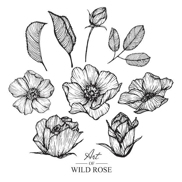 Rosa silvestre hoja y dibujos de flores. Vintage dibujado a mano ilustraciones botánicas. Vector.