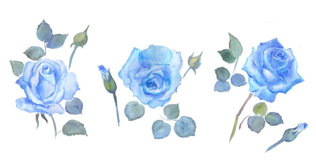 rosas azules, flores, acuarela floral