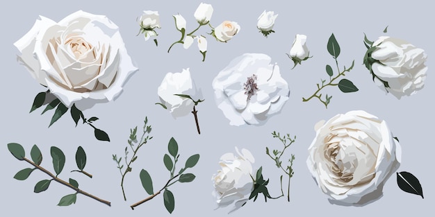 Vector rosas blancas aisladas sobre un fondo limpio