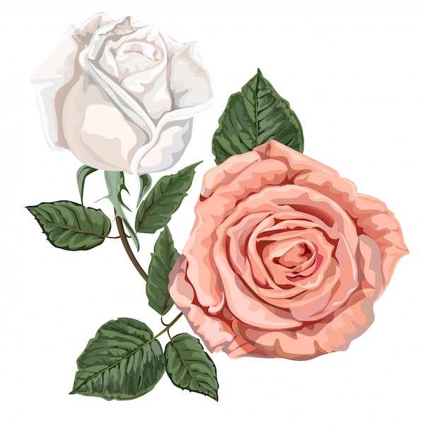 Rosas de colores blanco y rosa.