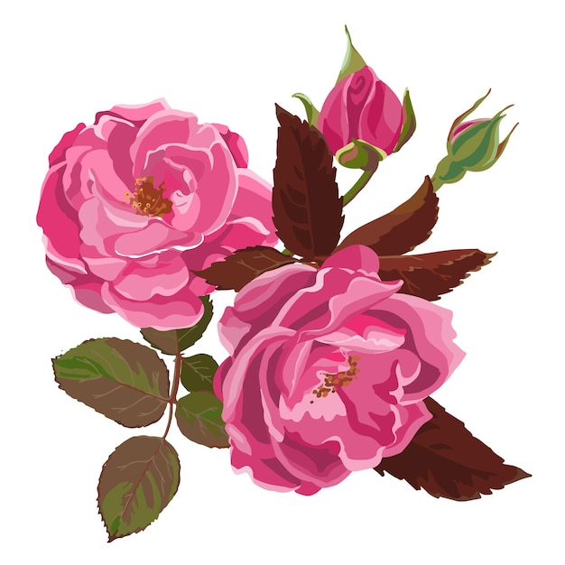 Rosas en flor, icono aislado de flor con pétalos, hojas y capullos. Tallo con espinas. Biodiversidad botánica, botánica utilizada como presente para las vacaciones. Decoración de tarjetas. Vector en estilo plano