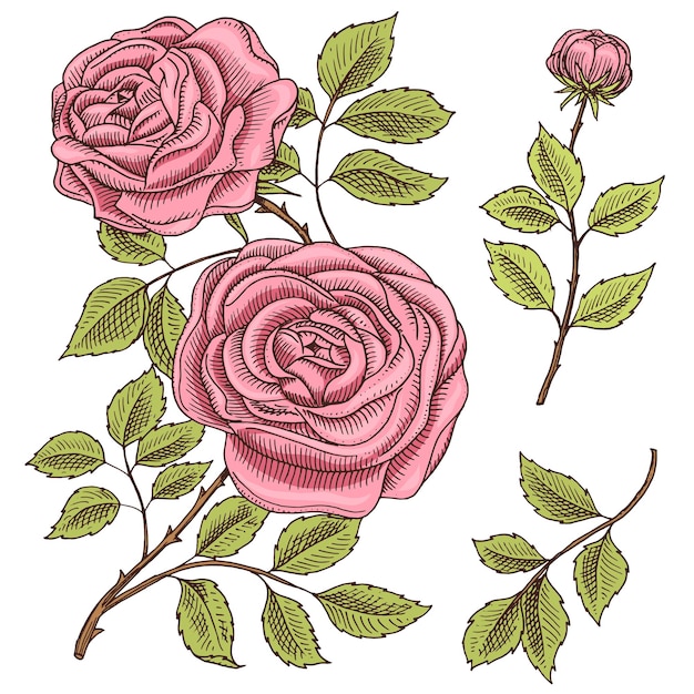 Vector rosas con hojas y capullos flores botánicas de boda en el jardín o adorno de plantas de primavera o diseño de decoración para tarjeta o tienda floral ilustración vectorial grabada a mano dibujada en un antiguo boceto victoriano