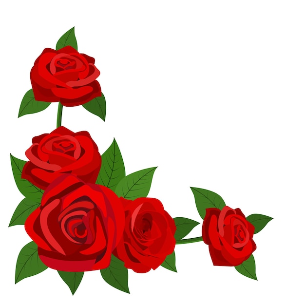 Vector rosas rojas con hojas aislado sobre un fondo blanco.