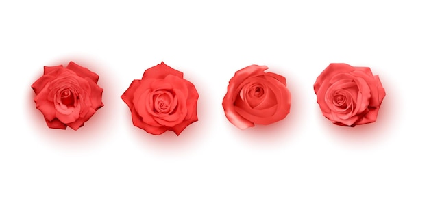 Rosas rojas realistas sobre un fondo blanco en formato vectorial