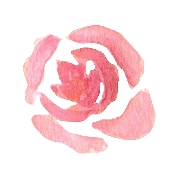 Vector las rosas rosadas de acuarela suelta ilustración floral