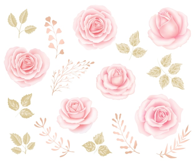 Vector rosas rosadas, rosas rosadas y rosas rosadas