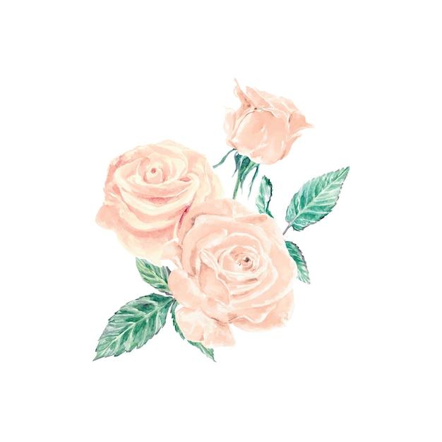 Rosas rosas acuarela juego de flores tarjetas invitaciones de boda pancartas carteles de cumpleaños festivales