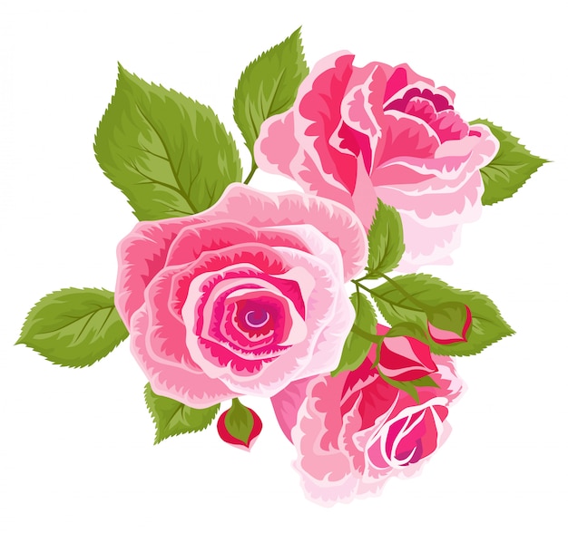 Vector rosas rosas y capullos. conjunto de flores de la vendimia