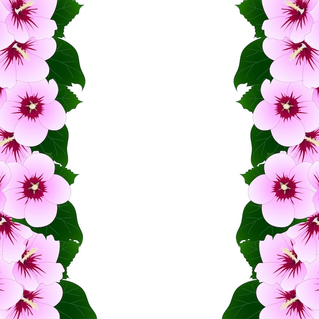 Vector rose of sharon border. ilustración vectorial