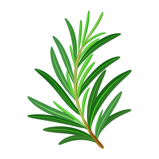 Rosemary especias rama de hierbas frescas especias aromáticas para la cocina de moda estilo plano aislado vector