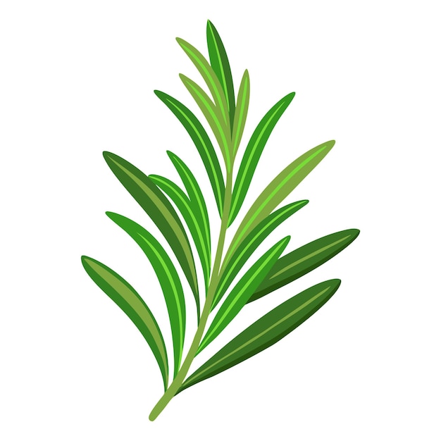 Rosemary especias rama de hierbas frescas especias aromáticas para la cocina de moda estilo plano aislado vector