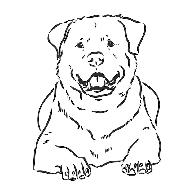 Rottweiler vector dibujo a mano dibujo vectorial rottweiler