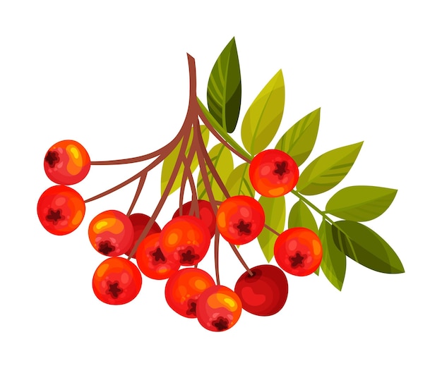 Rowan berry cluster colgando de la rama del árbol con hojas pinnadas ilustración vectorial