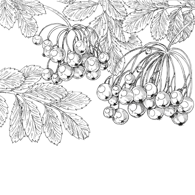 Rowan de dibujo gráfico en blanco y negro en el fondo de su texto