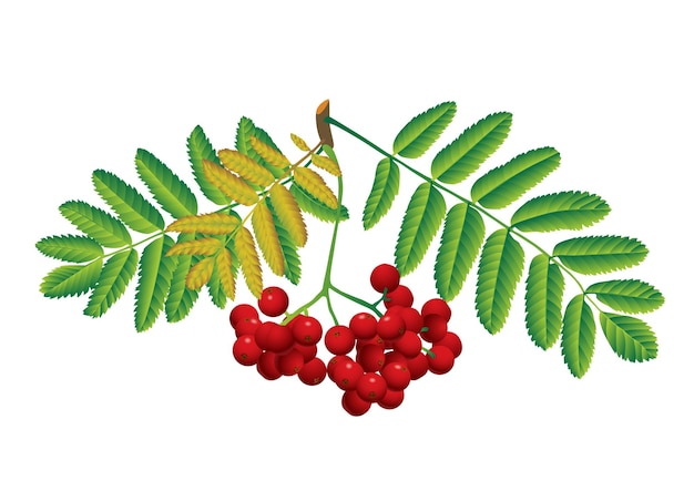 Rowan rojo con hojas aisladas en blanco
