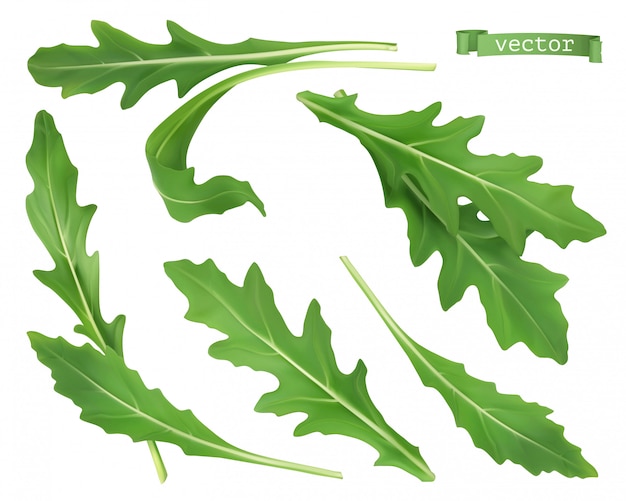Rúcula, ensalada de rúcula de jardín vegetal. Ilustración de comida realista 3d.