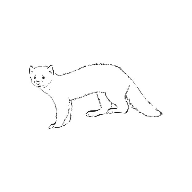 Sable o Martes zibellina Sable sable animal ilustración de dibujo vectorial