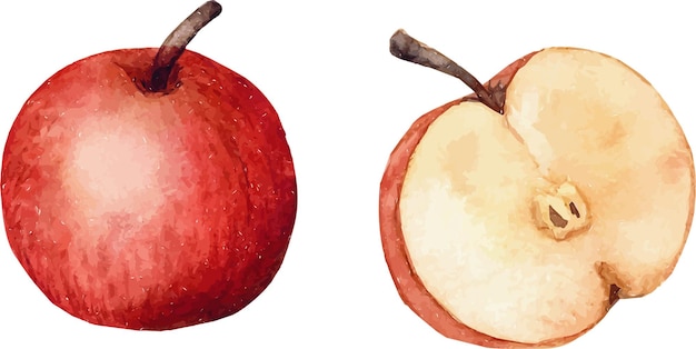 Sabrosa ilustración de manzana acuarela