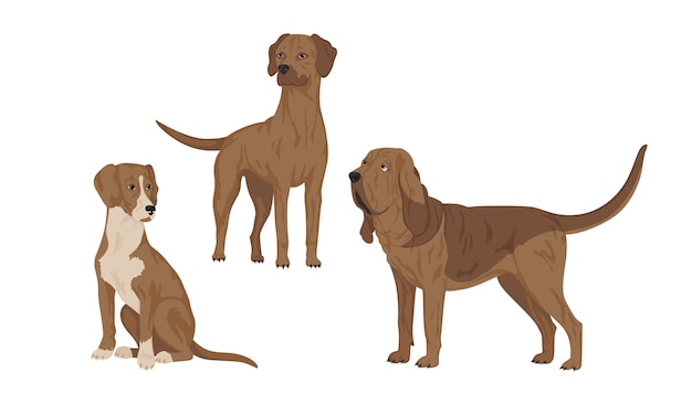 Sabuesos, razas: Posavian Hound, Bloodhound, Rhodesian Ridgeback. Ilustración de vector, conjunto de razas de perros de caza. EPS10.