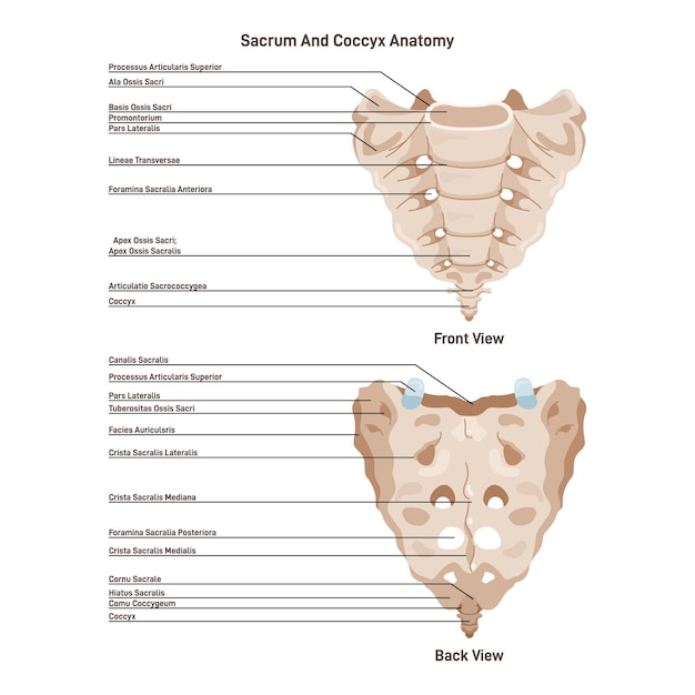 Vector sacro y cóccix estructura ósea espinal parte inferior de la columna vertebral