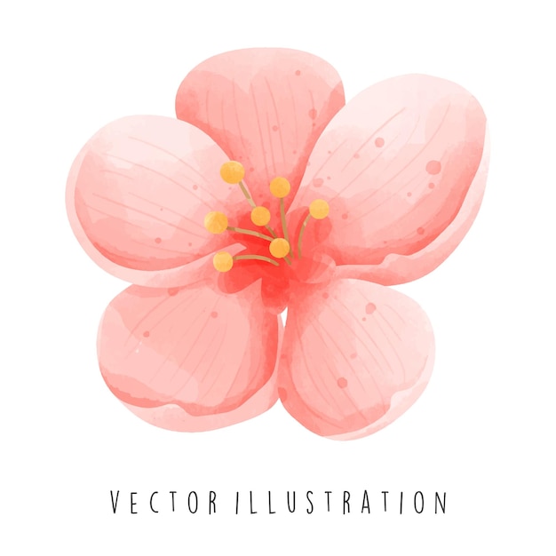 Vector sakura, ¿cómo estás?