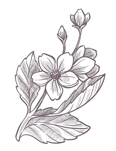 Sakura floreciendo en primavera icono aislado de cerezo Primavera y florecimiento estacional de plantas y flores Agricultura y jardinería Vector de contorno de boceto monocromo en estilo plano