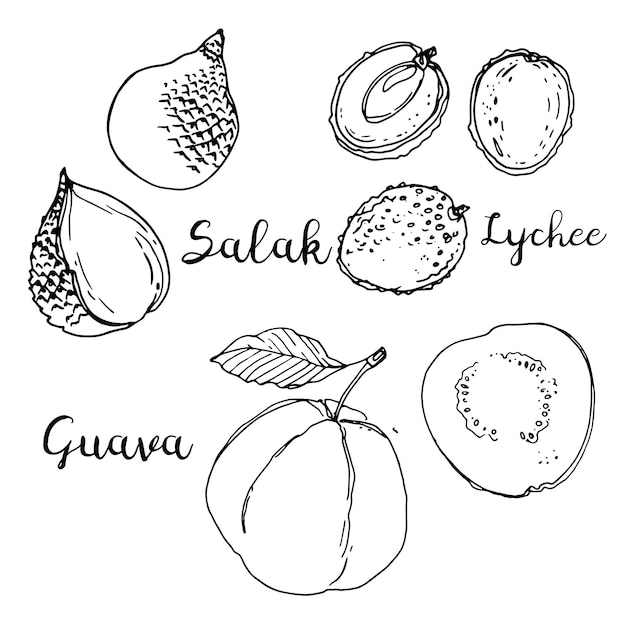 Vector salak, lichi, guayaba. frutas dibujadas por una línea sobre un fondo blanco. frutas de tailandia. alimento