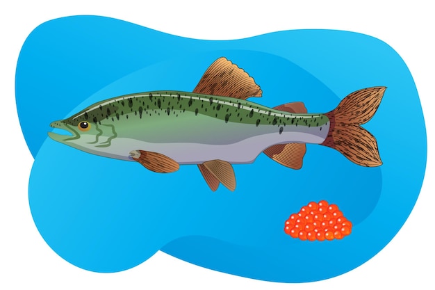 Vector salmón rosado hembra en el agua caviar de pescado rojo ilustración vectorial