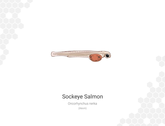 El salmón Sockeye Oncorhynchus nerka Ilustración de Alevin