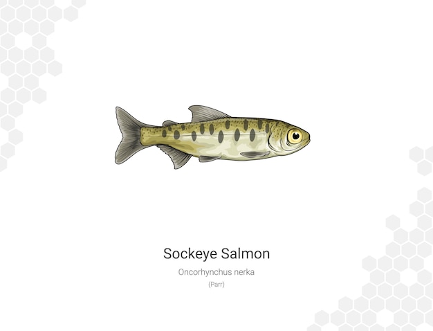 Vector el salmón sockeye oncorhynchus nerka ilustración de parr