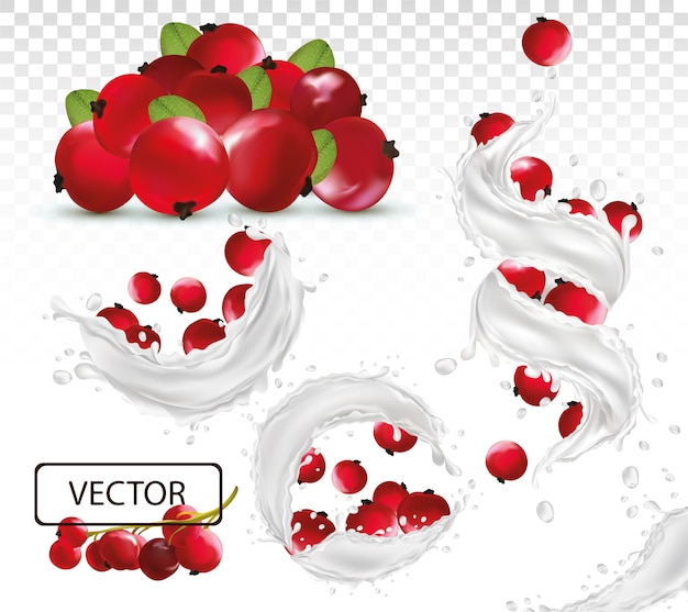 Salpicaduras de leche realista en 3D con bayas de grosella roja. Yogur de frutas frescas. Salpicaduras diferentes. Cóctel De Leche. ilustración.