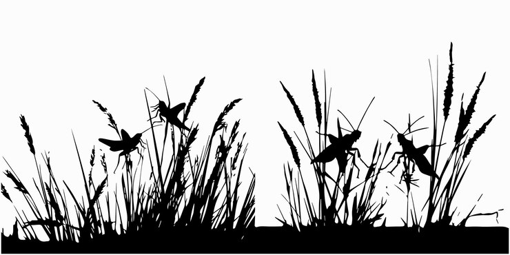 Vector saltamontes sentarse en la ilustración de vector de silueta de hierba