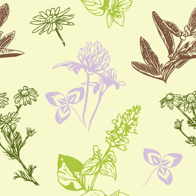 Salvia de manzanilla dibujada a mano Ilustración vectorial de un patrón sin costuras con cubiertas de hierbas