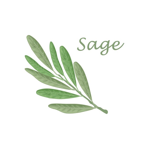 Salvia verde hoja de salvia producto vegetariano ensalada fresca verduras ilustración vectorial aislado en un blanco b