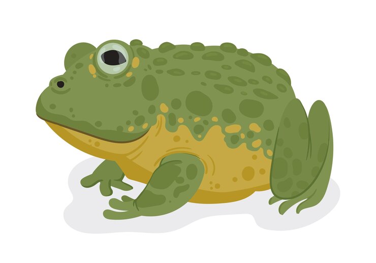 Vector sapo de dibujos animados animales anfibios tropicales bosque lluvioso rano de estanque sapo de vector plano ilustración de sapo lindo en fondo blanco