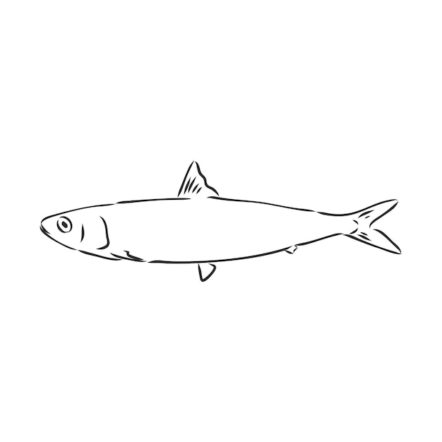 Sardina Dibujo en tinta de sardina Arenque pequeño Dibujado a mano ilustración vectorial de pescado