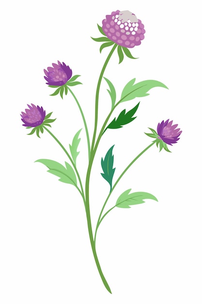 Scabiosa Branch with Beautiful Flowers on a Pure White Background Perfect for Various Design Uses