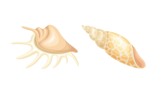 Seashell as hard marine snail shell vector set