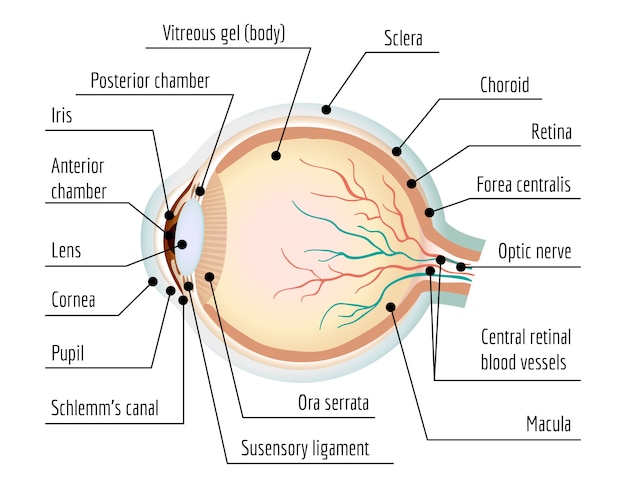 Sección de ojo humano infografía, estilo de dibujos animados