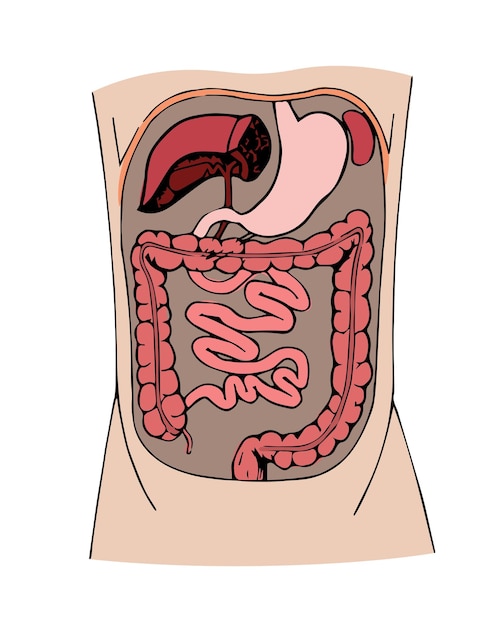 Sección transversal del abdomen humano con órganos internos Estómago intestino hígado páncreas bazo